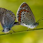 Kronwicken-Bläuling (Plebejus argyrognomon) Paarung