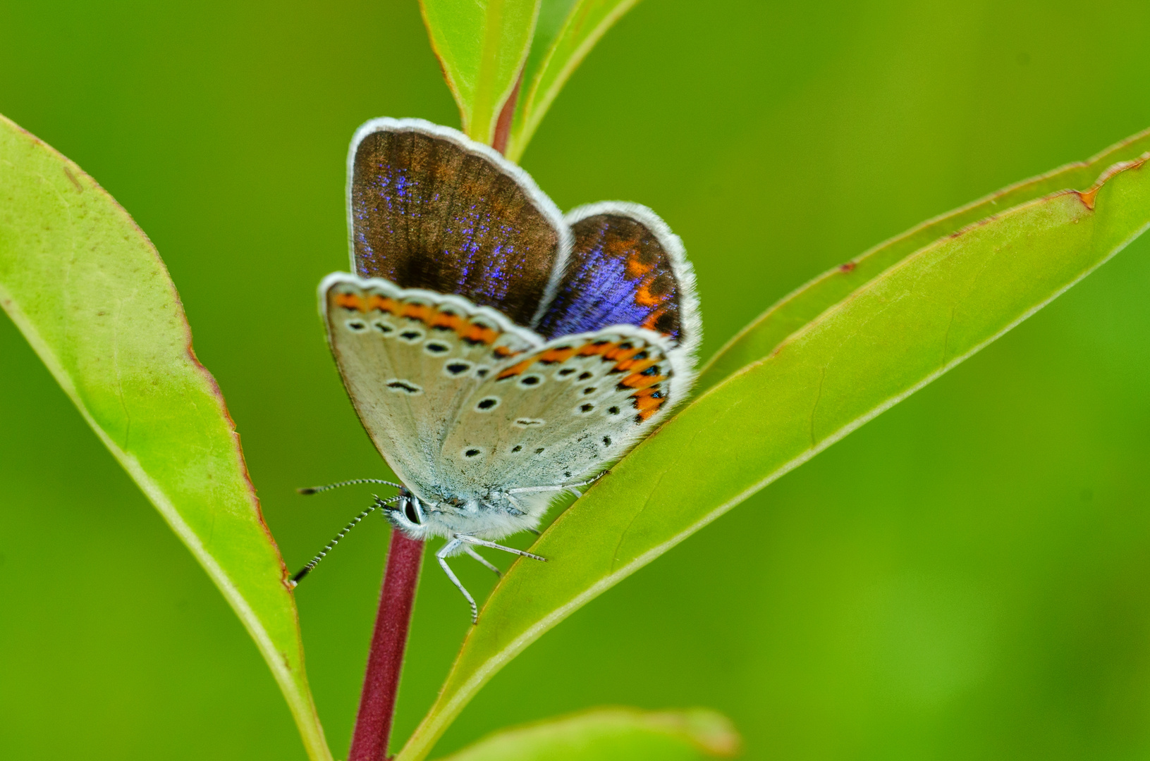 Kronwicken-Bläuling, Weibchen (Plebeius argyrognomon)