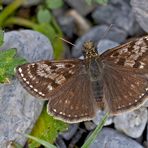 Kronwicken Dickkopffalter (Erynnis tages) - Le Point-de-Hongrie.