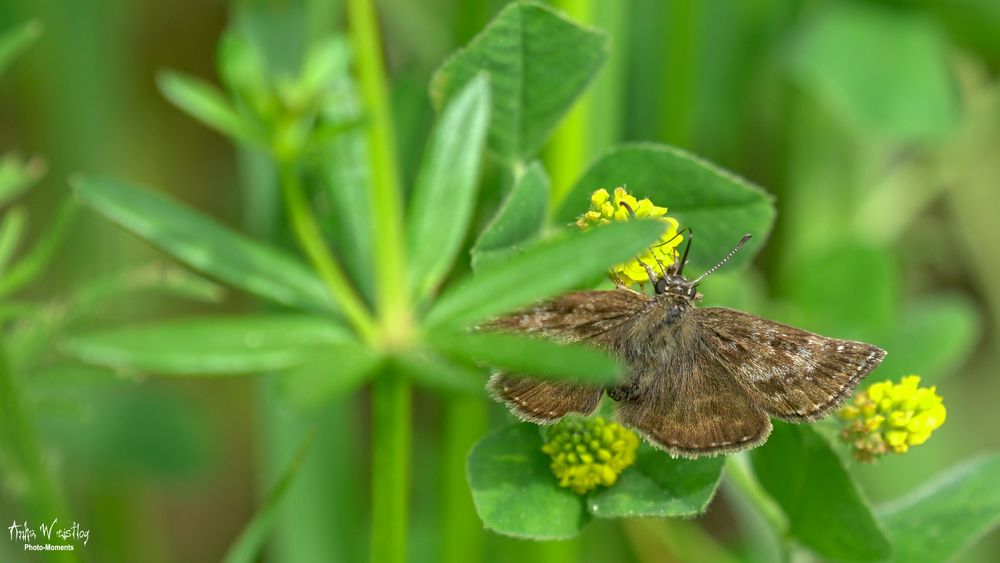 Kronwicken oder Dunkler Dickkopffalter - Erynnis tages