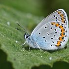 Kronwickenbläuling (Plebeius argyrognomon)