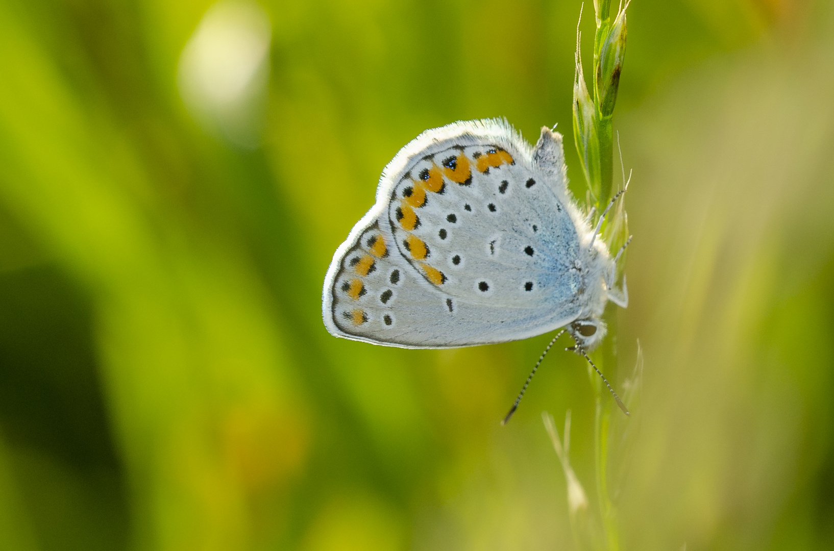 Kronwickenbläuling (Plebeius argyrognomon)