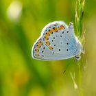 Kronwickenbläuling (Plebeius argyrognomon)