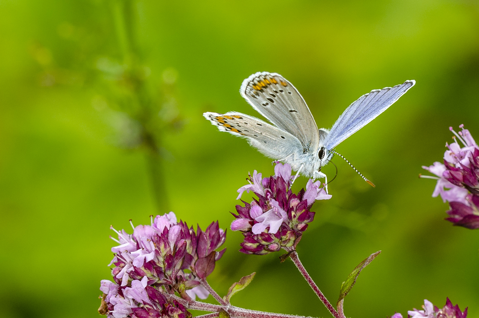 Kronwickenbläuling (Plebeius argyrognomon)