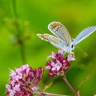 Kronwickenbläuling (Plebeius argyrognomon)