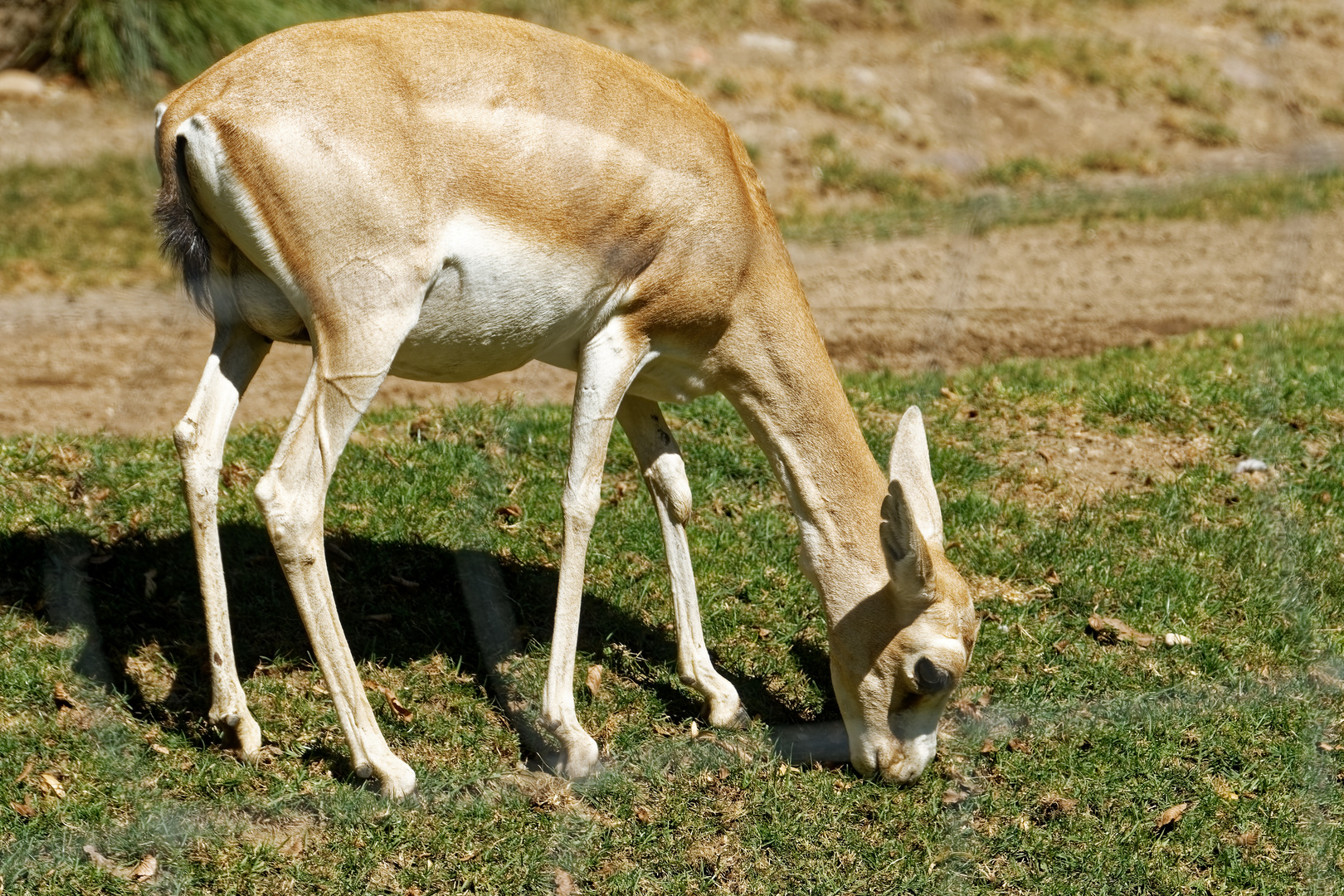 Kropfgazelle