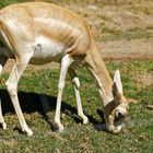 Kropfgazelle