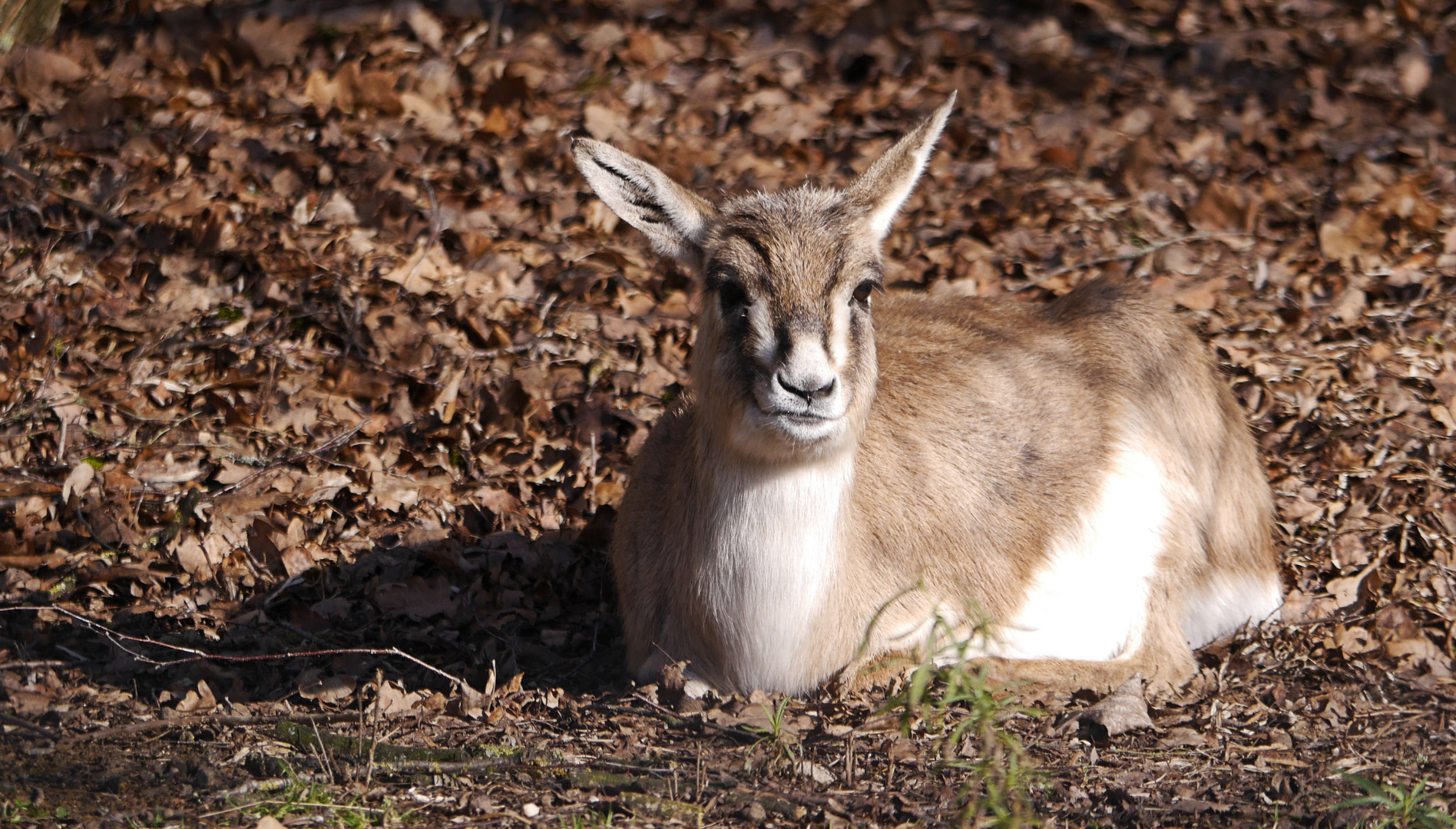 Kropfgazelle