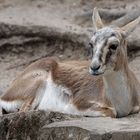 Kropfgazelle