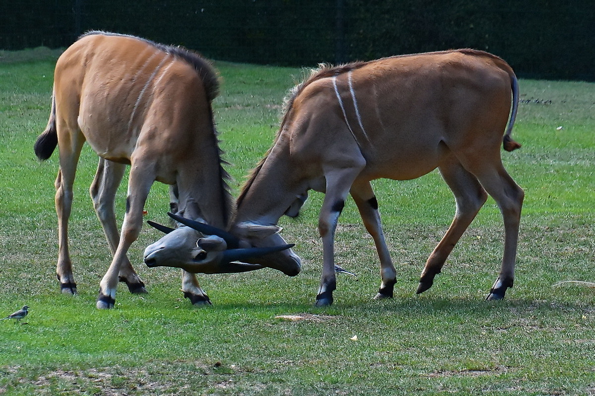 Kropfgazelle