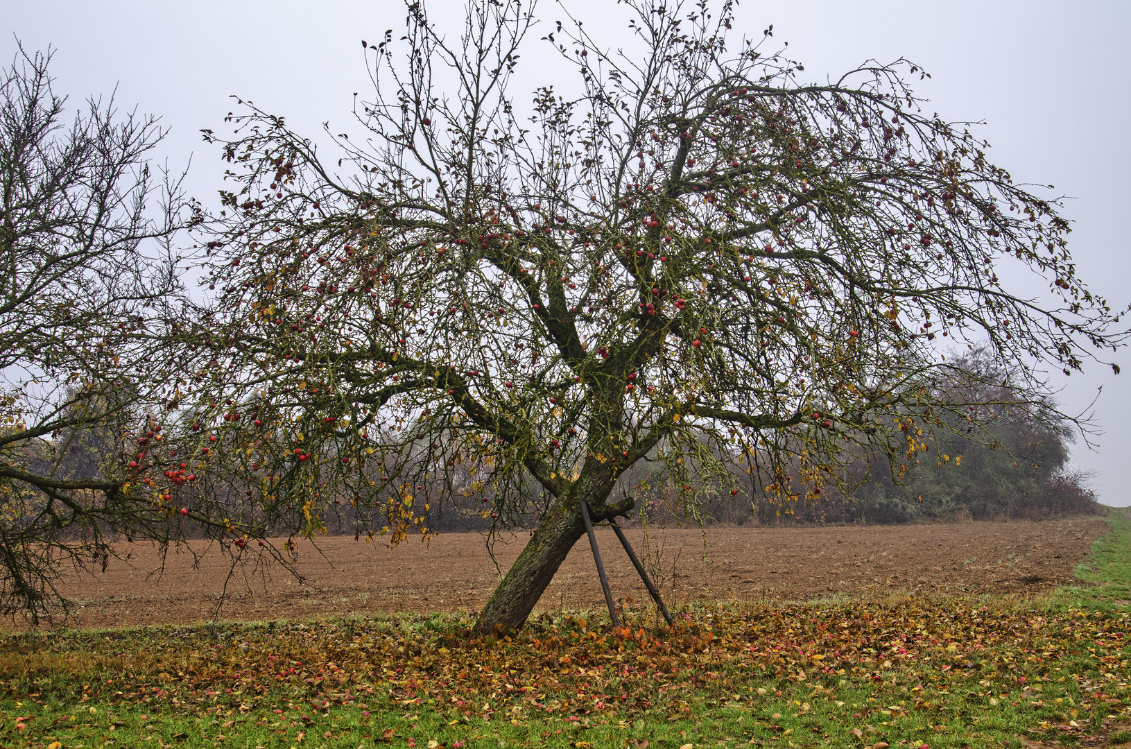 Krückenbaum