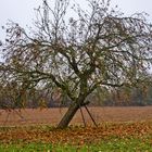 Krückenbaum