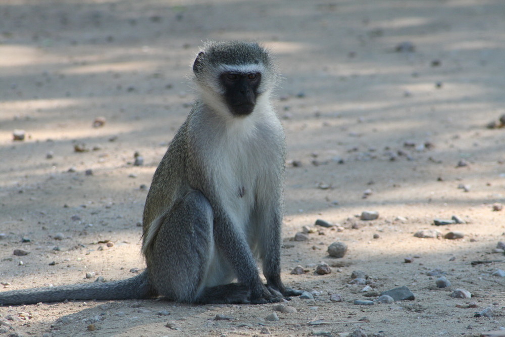 Krüger National Park Südafrika 2008