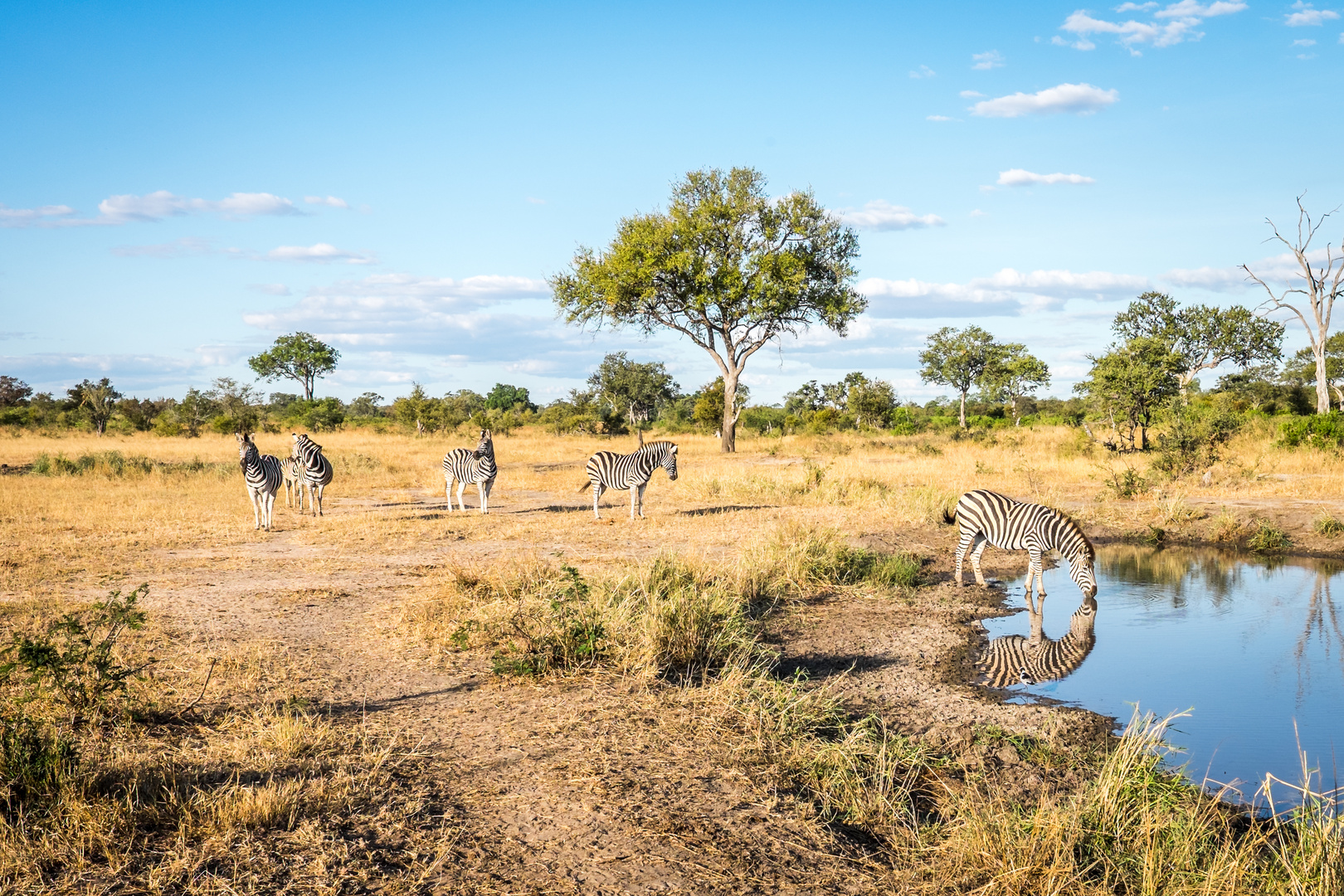 Krüger Nationalpark