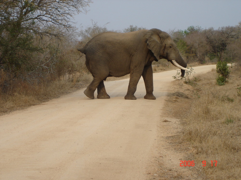 Krüger Nationalpark