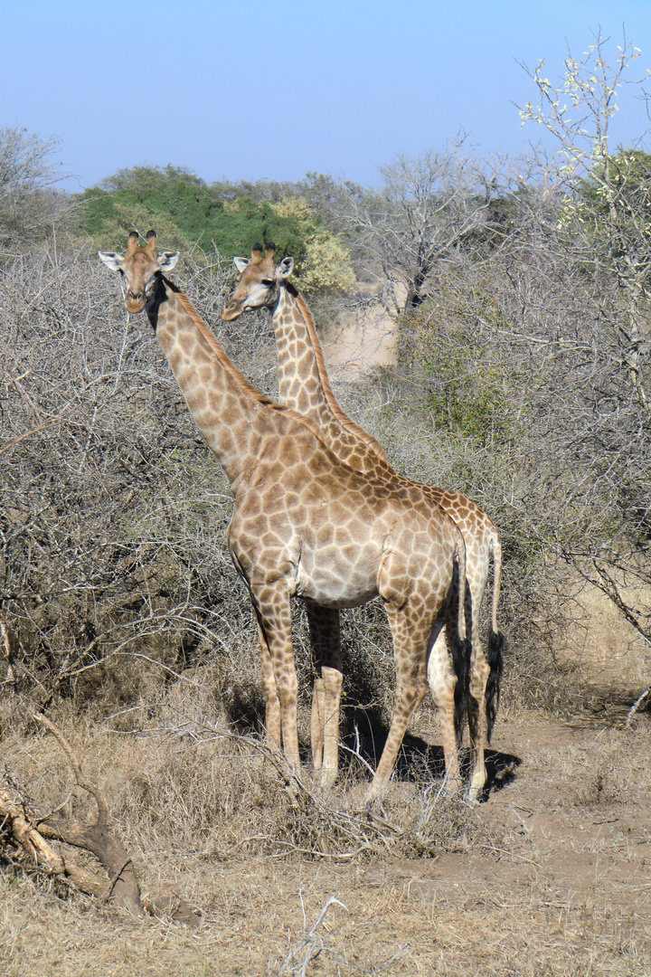 Krüger Nationalpark