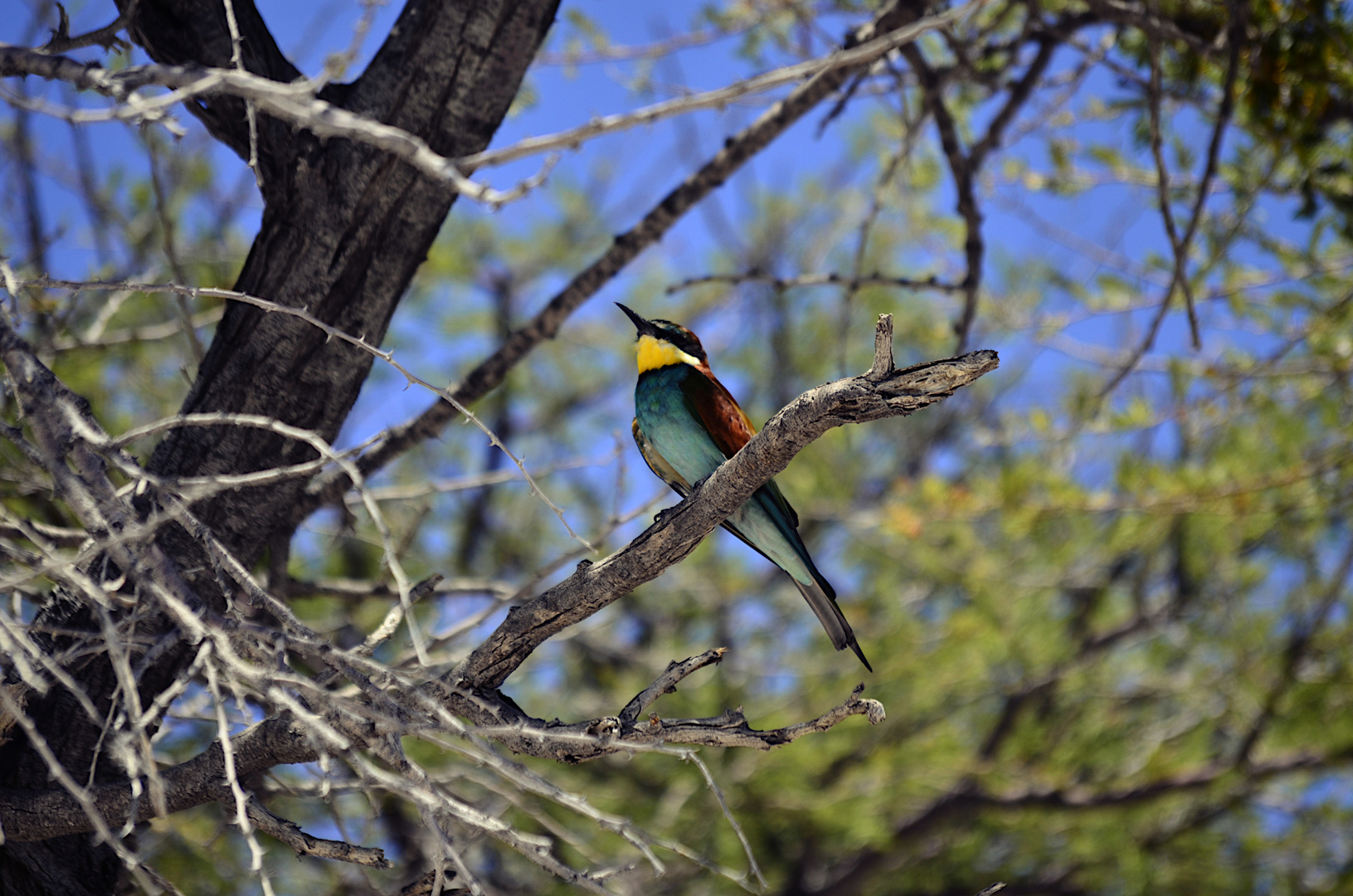 Krüger Nationalpark