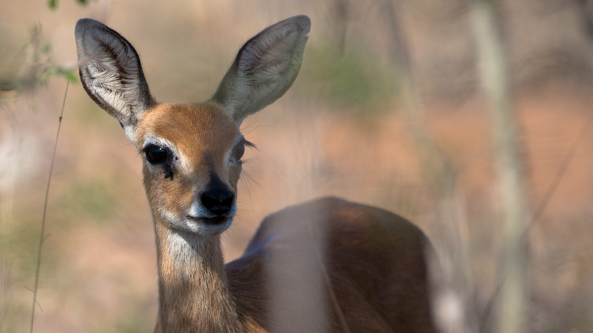 Krueger NP - Beauty 