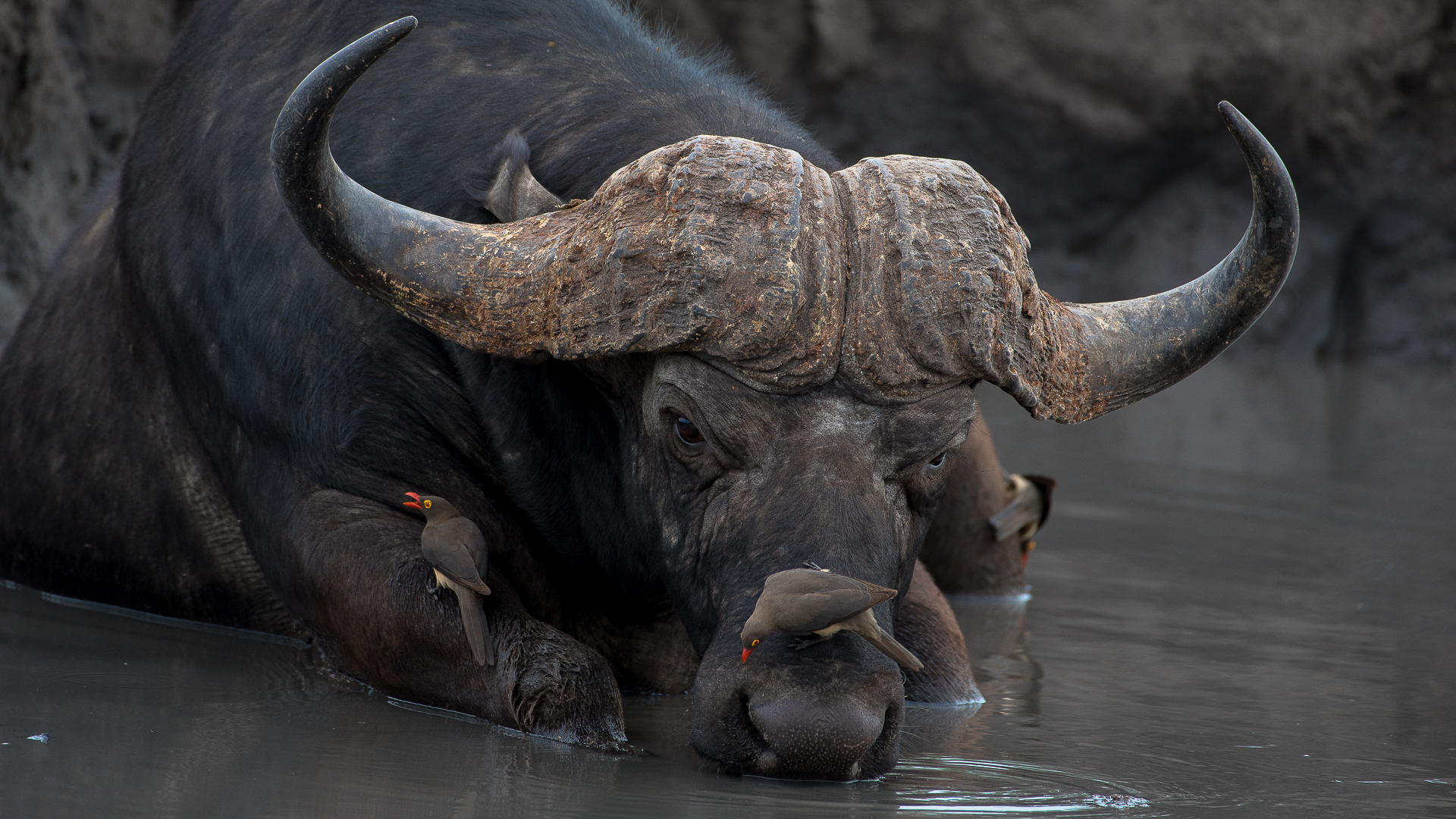 Krueger NP - Buffalo 