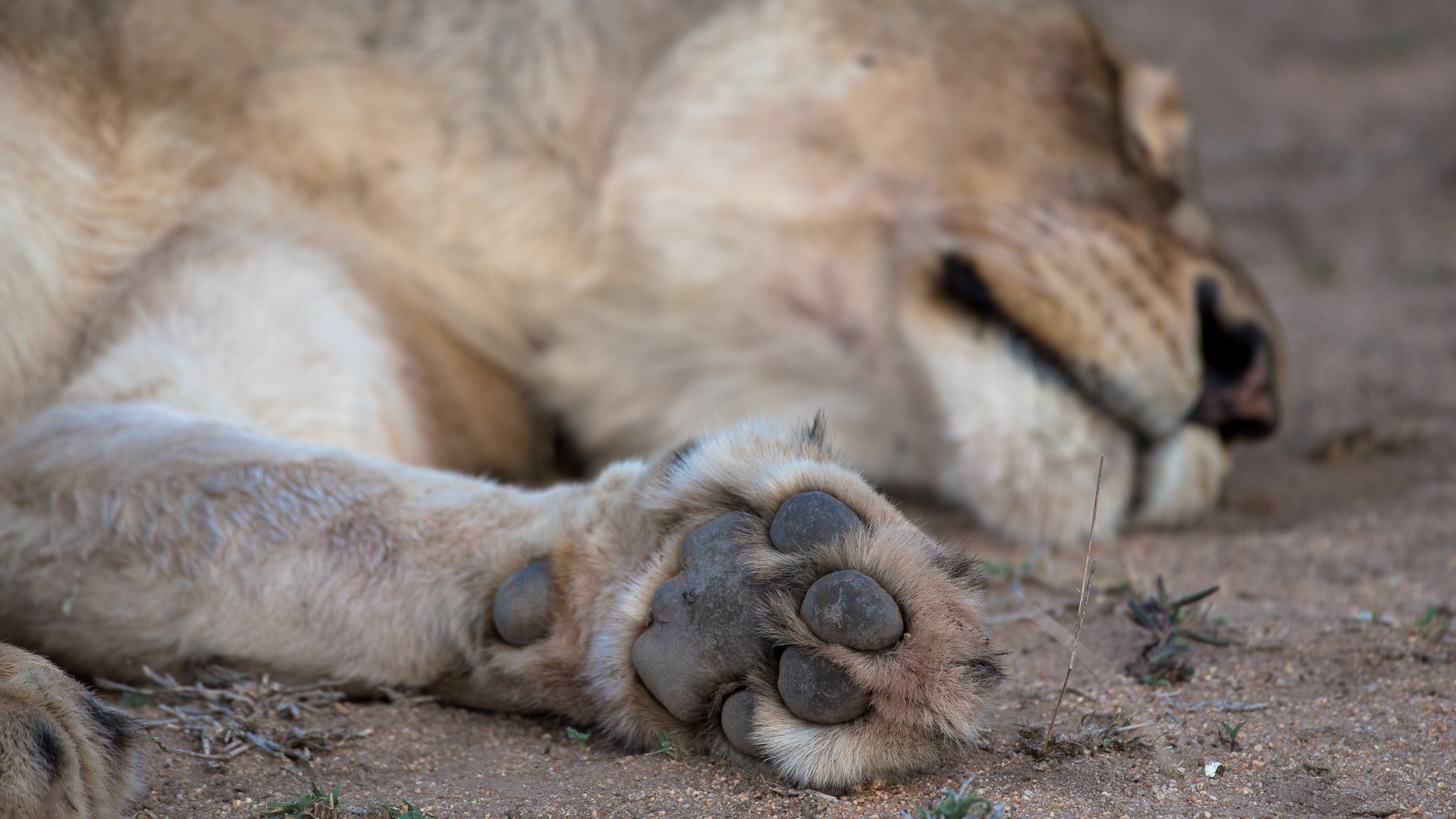 Krueger NP - Lion