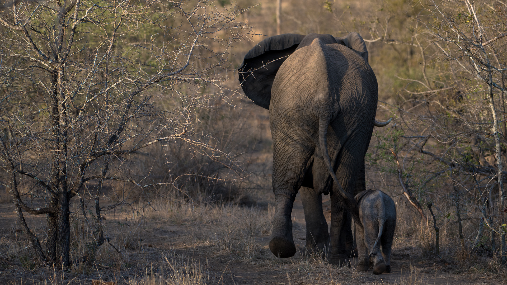 Krueger NP - Mummy