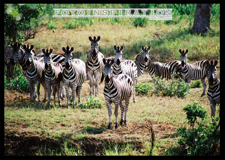 Krügernationalpark Zebras an der Tränke