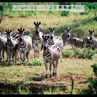 Krügernationalpark Zebras an der Tränke