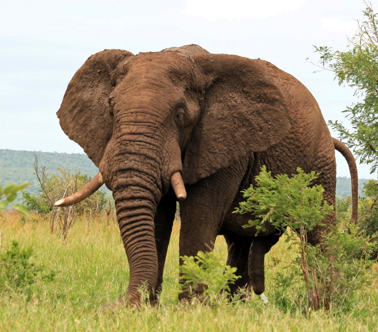 Krügerpark, Der Afrikanische Elefant