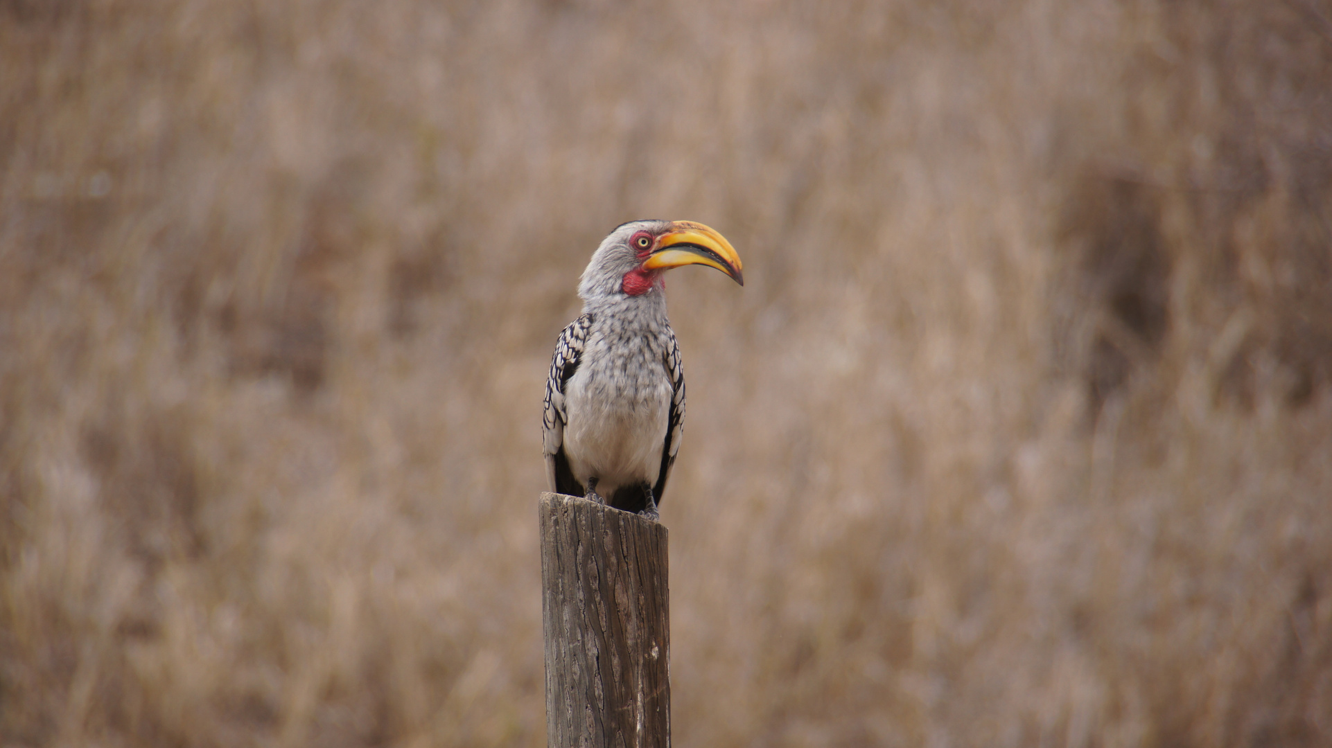 Krügerpark Südafrika