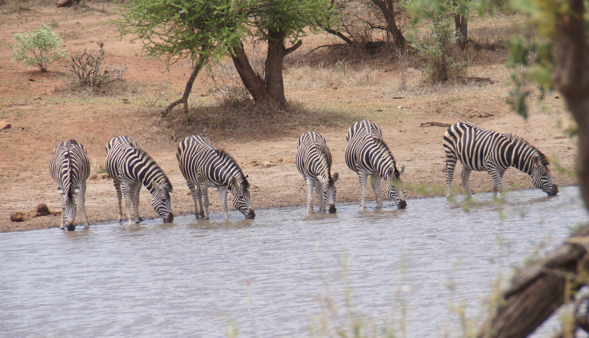 Krügerpark Südafrika