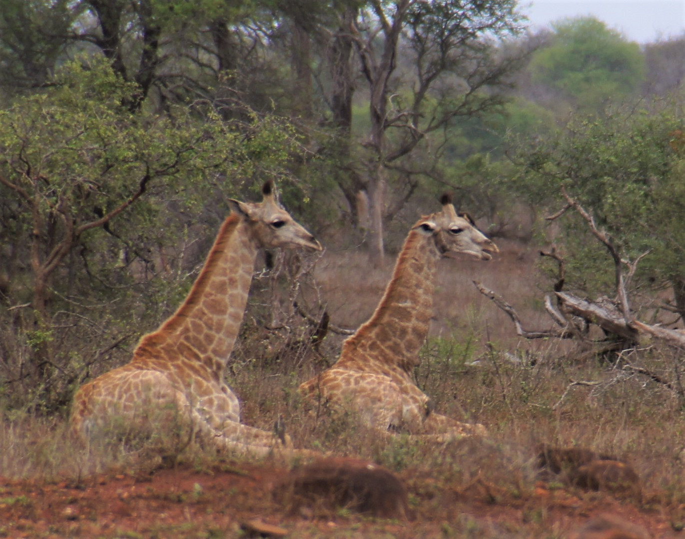 Krügerpark Südafrika