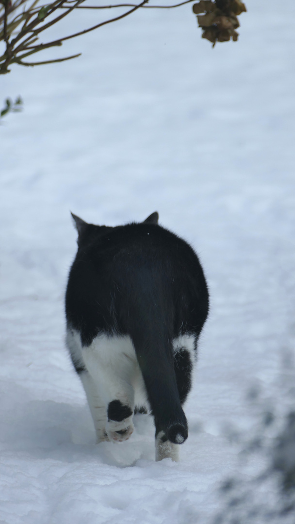 Krümel im Schnee