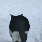 Krümel im Schnee