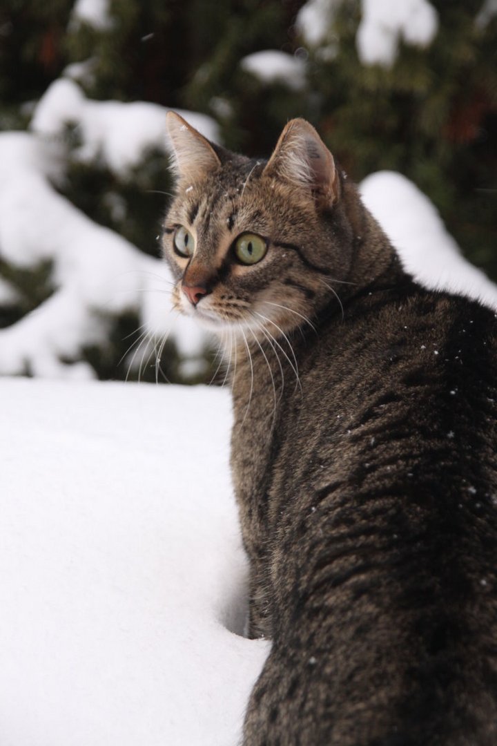 Krümel im Schnee