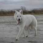 Krümel Kolja ...unterwegs am Nordseestrand