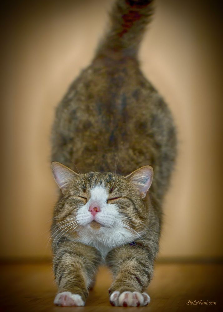 Krümel streckt sich Foto & Bild tiere, haustiere, katzen Bilder auf