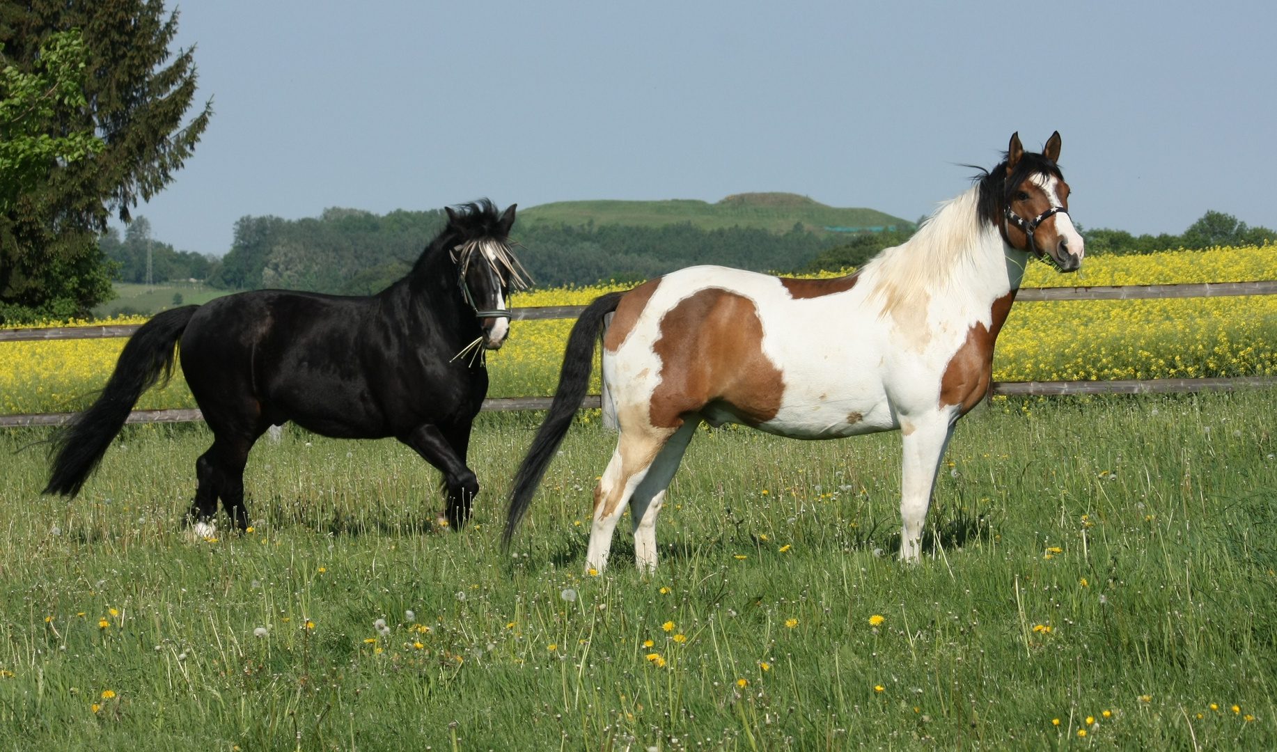 Krümel und Cowboy