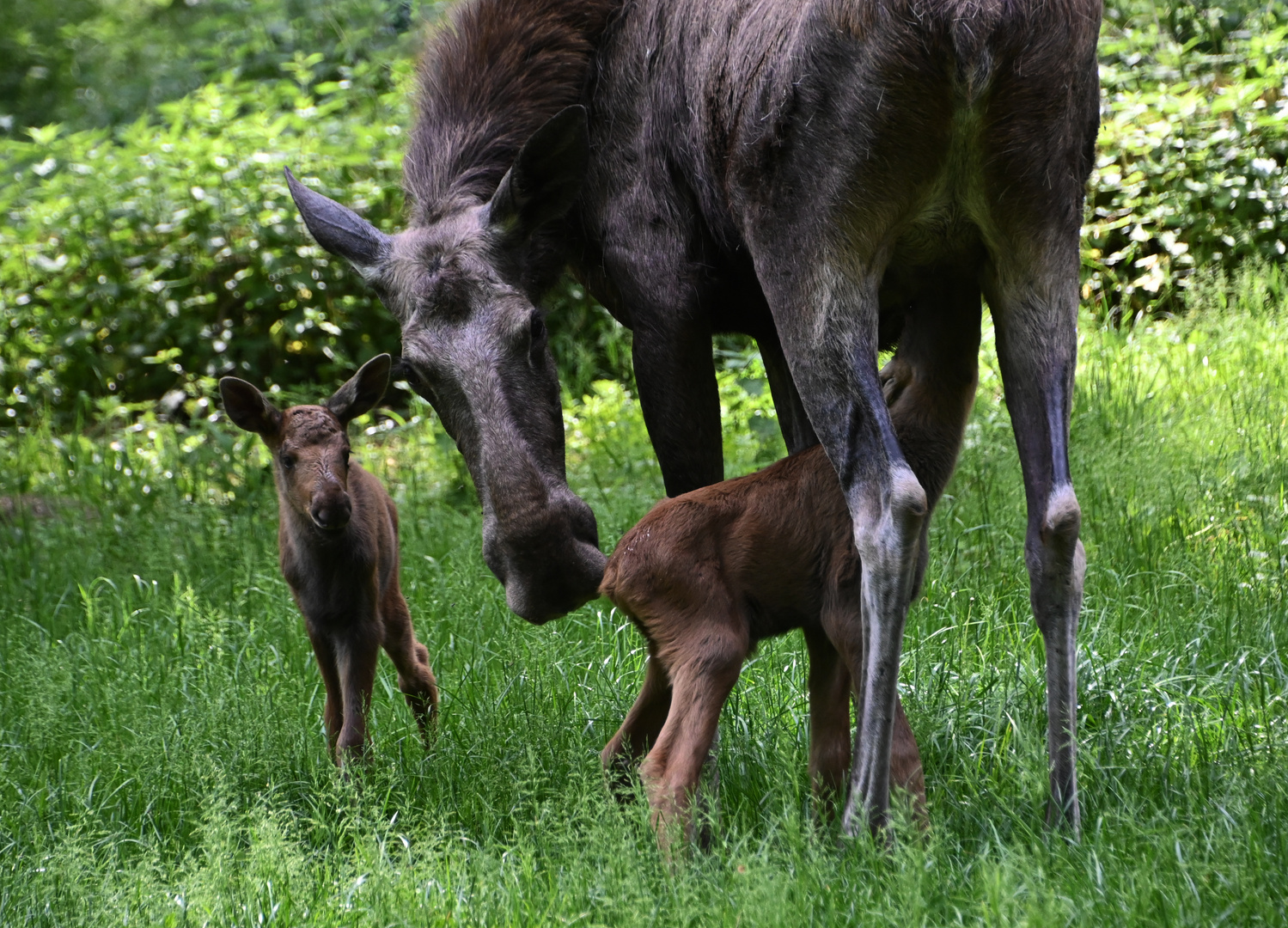 Krümel und Keks die zwei kleinen Elche im Oberwald, Karlsruhe