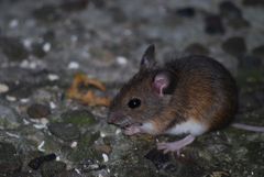 Krümelchen beim Abendbrot...