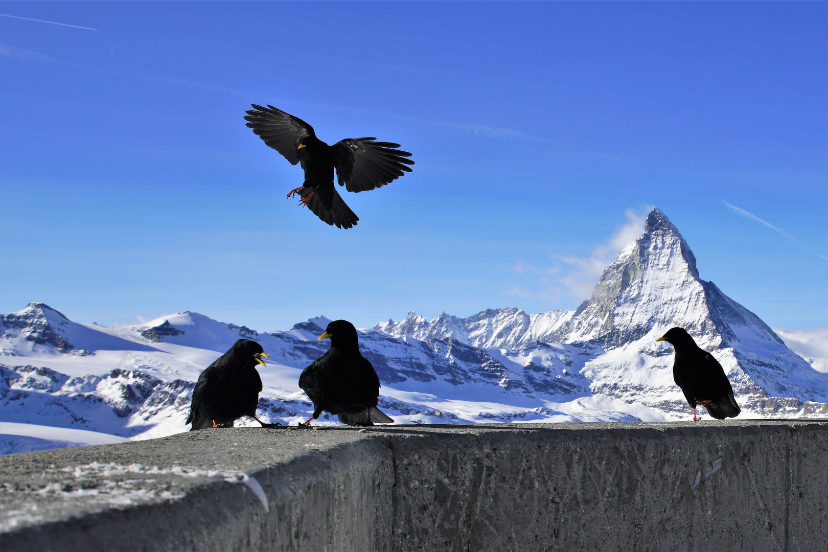 Krümeljagd am Gornergrat