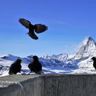 Krümeljagd am Gornergrat