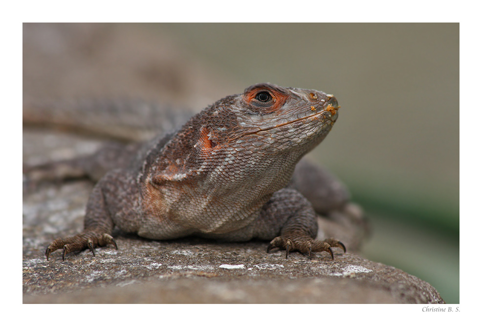 Krümelmonster (Halsbandleguan)