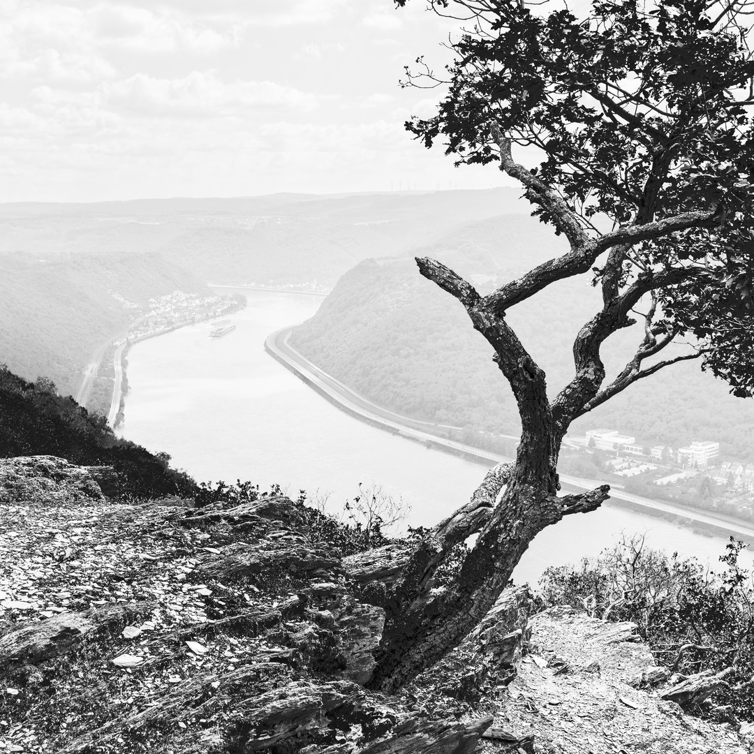 Krüppelbaum am Mittelrhein 43.15 - sw