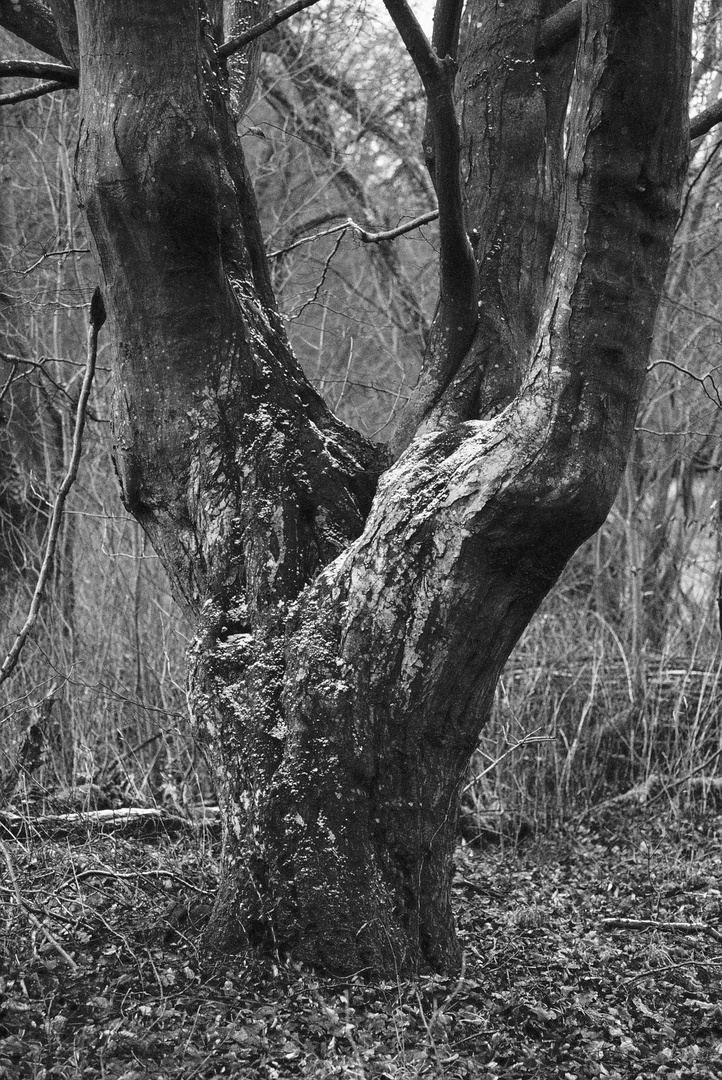 Krüppelbaum im Winterwald