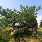 Krüppelkiefer auf dem Kahlen Asten im Sauerland