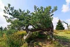 Krüppelkiefer auf dem Kahlen Asten im Sauerland