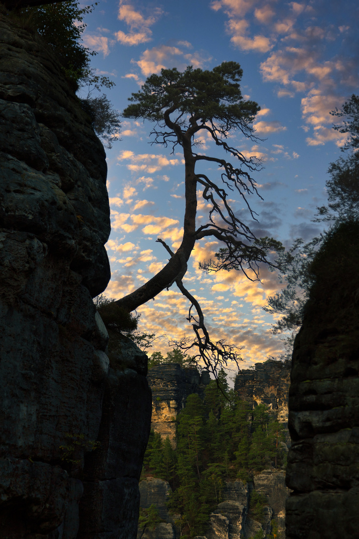 Krüppelkiefer auf der Bastei, Elbsandsteingebirge