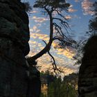 Krüppelkiefer auf der Bastei, Elbsandsteingebirge