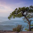 Krüppelkiefern am Schlüsselfelsen