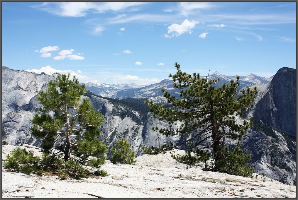 Krüppelkiefern oberhalb des North Dome/Yosemite N.P.